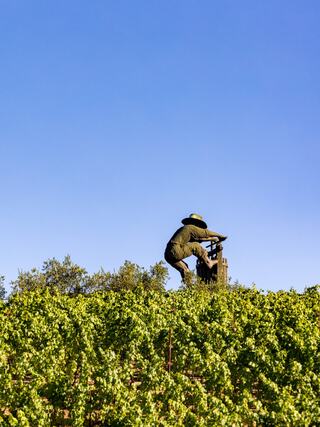 A vineyard worker stands atop a post, tending to grapes under a clear blue sky, surrounded by lush green vines.