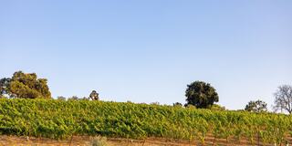 A lush vineyard sprawls across a hillside under a clear sky, with a few trees standing nearby and a person tending to the grapes.