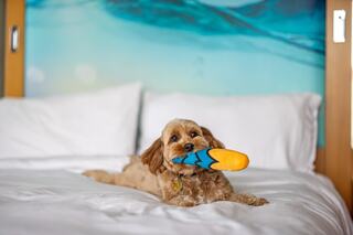 A playful dog lies on a bed, holding a colorful toy in its mouth, with a serene blue background adding a cheerful vibe.