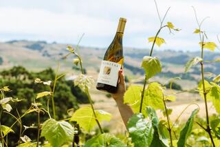 A hand holds a bottle of white wine amidst vibrant green grapevines, set against a scenic, sunny landscape with rolling hills.